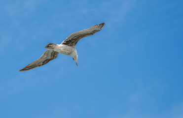 European herring gull in flight looking down at the lagoon with blue skys