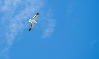 Seagulls gliding in wings fully openned, shot from below