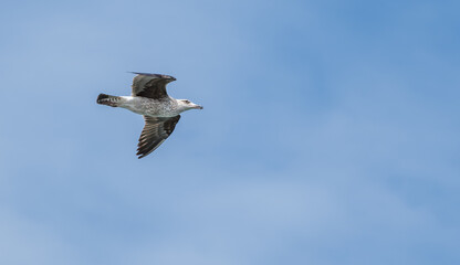 European herring gull in flight, side shot from below