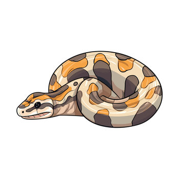 Hand Drawn Flat Color Ball Python Snake Illustration
