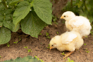 small chickens walk and peck grains on the ground under large green leaves