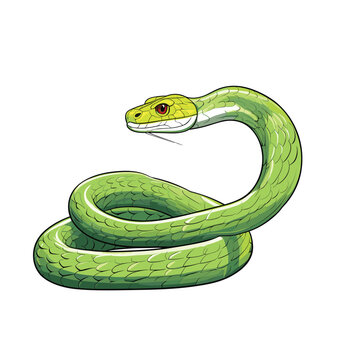 Hand Drawn Flat Color Boomslang Snake Illustration
