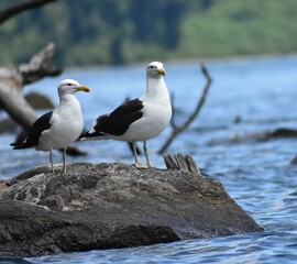 Gaviotas en el lago Calafquén