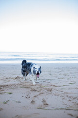 dog running on the beach