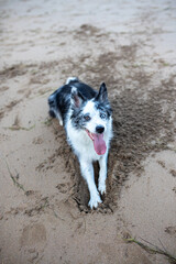 border collie dog
