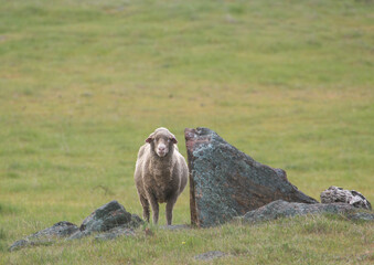Sheep sheltering by a rock, looking at camera.