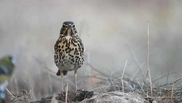 Song Trush Turdus philomelos in the wild Slow motion.