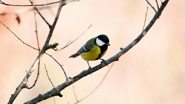 Great tit Parus major in the wild. Songbird close up. Slow motion.