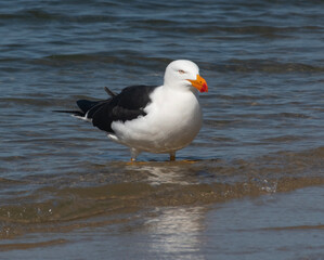 Pacific gull wading on the shore