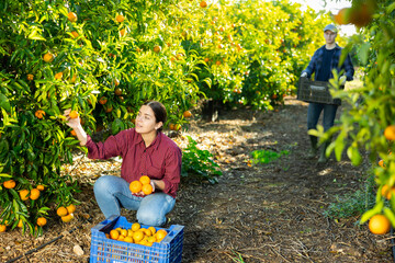 Confident farmer girl plucks ripe tangerines from a tree, working in a fruit nursery