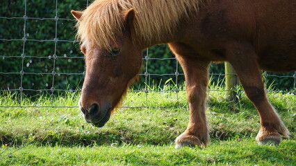 Horse on a piece of land in the countryside that is surrounded by a fence. Horse in need of care and health and maintenance required by owner. Noble animal in the meadow.