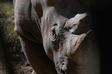 White Rhino Close Up Portrait