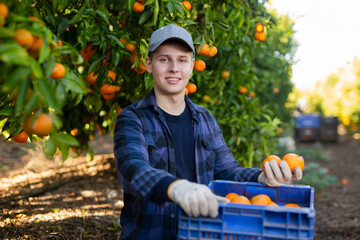 Hardworking young farmer guy working in a fruit nursery attentive inspects the collected tangerines in crates