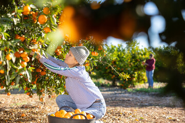 Harworking young woman farmer working in a fruit nursery plucks ripe tangerines, putting fruit in a busket