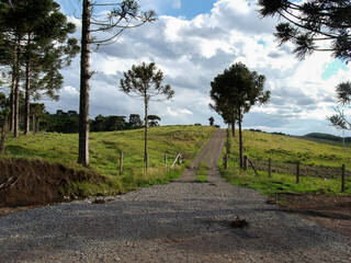 tree in the field in brazil