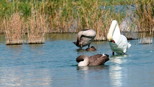 Mute swan Cygnus olor preening on in the lake. Slow motion.