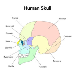 Obraz premium Humal skull infographic in vector