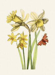 Daffodil Flower Illustration. Digital Victorian Style