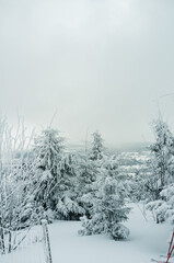 trees with snow in the mountains
