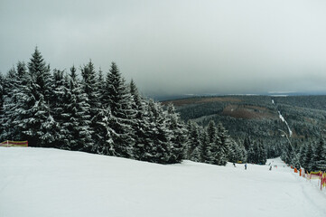 Fototapeta premium trees with snow in the mountains