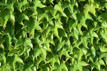 Fototapeta na wymiar Green shiny ivy plant covering a wall