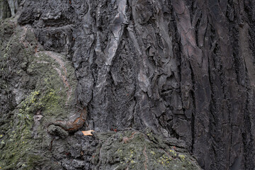 Embossed texture of linden bark. The trunk of an old tree. Surface with natural bark patterns. Natural wood background. Closeup side view.