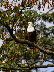 African Fish Eagle portrait on tree branch against green leaves
