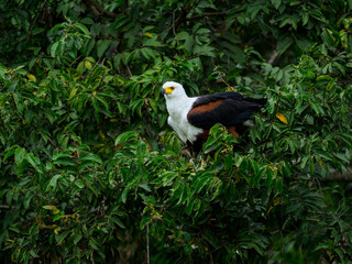 African Fish Eagle portrait on tree branch against green leaves