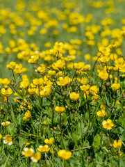 Grassland and Yellow Flowers