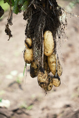 掘り立てのメークインのジャガイモ