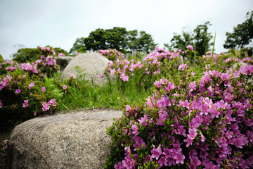 Fototapeta na wymiar ツツジが咲く春の風景