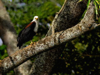 African Fish Eagle on tree branch, portrait