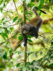 Blue Monkey sitting on a branch amongst foliage in the Arusha National Park in Tanzania