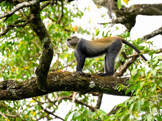Blue Monkey sitting on a branch amongst foliage in the Arusha National Park in Tanzania