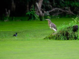 Malagasy Pond-Heron and Giant Kingfisher on snag on algae bloom pond