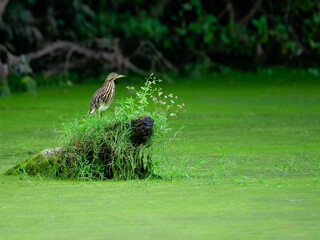Malagasy Pond-Heron and Giant Kingfisher on snag on algae bloom pond