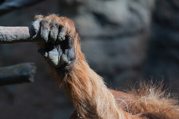 Sumatran Orangutan Hand Getting a Grip to Climb Up © Laurie Wilson