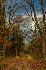 Fototapeta premium Autumn forest scenery with footpath in autumn forest nature
