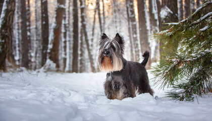 skye terrier in a park with snow in winter - obrazy, fototapety, plakaty