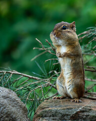 Chipmunk