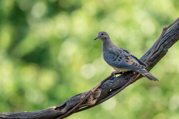 Mourning Dove