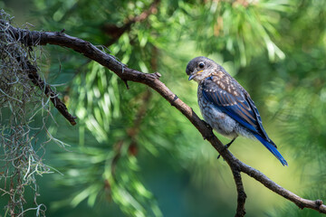 Bluebird