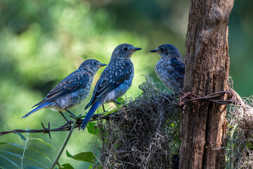 Bluebirds