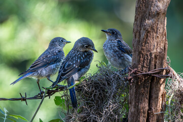 Bluebirds