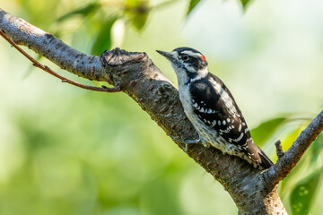 Downy Woodpecker 