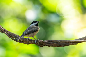 Chickadee