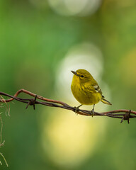 Pine warbler 