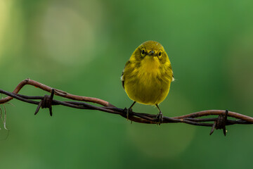Pine warbler 