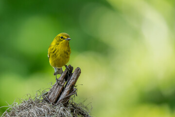 Pine warbler 