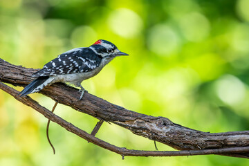 Downy Woodpecker 